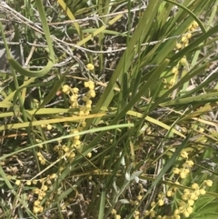 Lomandra filiformis subsp. coriacea at Fisher, ACT - 5 Nov 2022