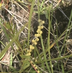 Lomandra filiformis subsp. coriacea at Fisher, ACT - 5 Nov 2022 12:14 PM