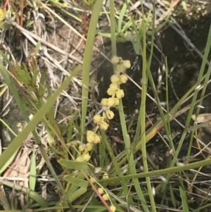Lomandra filiformis subsp. coriacea at Fisher, ACT - 5 Nov 2022