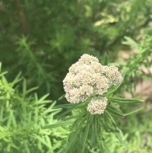 Cassinia aculeata subsp. aculeata at Fisher, ACT - 5 Nov 2022