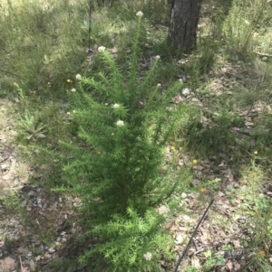 Cassinia aculeata subsp. aculeata at Fisher, ACT - 5 Nov 2022