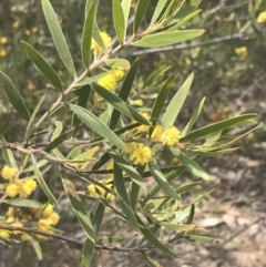 Acacia lanigera var. lanigera (Woolly Wattle, Hairy Wattle) at Mount Taylor - 5 Nov 2022 by Tapirlord