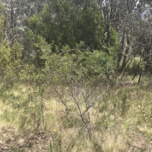 Acacia lanigera var. lanigera at Pearce, ACT - 5 Nov 2022