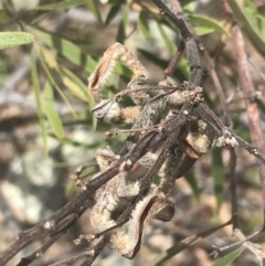Acacia lanigera var. lanigera at Pearce, ACT - 5 Nov 2022