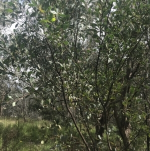 Acacia penninervis var. penninervis at Pearce, ACT - 5 Nov 2022