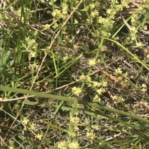 Galium gaudichaudii subsp. gaudichaudii at Pearce, ACT - 5 Nov 2022