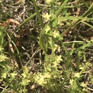 Galium gaudichaudii subsp. gaudichaudii at Pearce, ACT - 5 Nov 2022