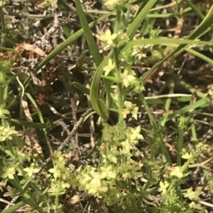 Galium gaudichaudii subsp. gaudichaudii at Pearce, ACT - 5 Nov 2022 12:02 PM