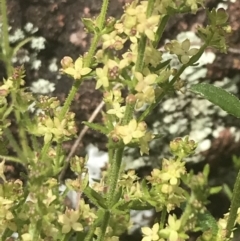 Galium gaudichaudii subsp. gaudichaudii at Pearce, ACT - 5 Nov 2022 12:02 PM