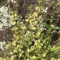 Galium gaudichaudii subsp. gaudichaudii at Pearce, ACT - 5 Nov 2022 12:02 PM