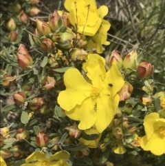 Hibbertia obtusifolia (Grey Guinea-flower) at Mount Taylor - 5 Nov 2022 by Tapirlord