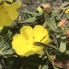Hibbertia obtusifolia at Pearce, ACT - 5 Nov 2022
