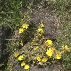 Hibbertia obtusifolia at Pearce, ACT - 5 Nov 2022