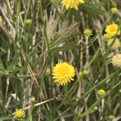 Calotis lappulacea (Yellow Burr Daisy) at Pearce, ACT - 5 Nov 2022 by Tapirlord