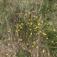 Calotis lappulacea at Pearce, ACT - 5 Nov 2022