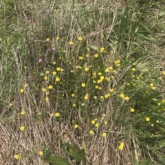 Calotis lappulacea at Pearce, ACT - 5 Nov 2022 11:56 AM