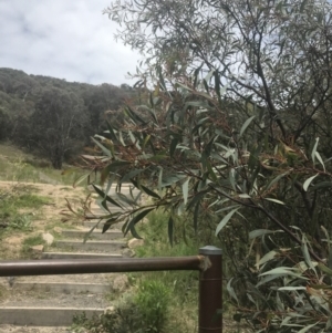 Acacia penninervis var. penninervis at Pearce, ACT - 5 Nov 2022