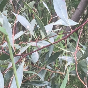 Acacia penninervis var. penninervis at Pearce, ACT - 5 Nov 2022