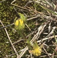 Triptilodiscus pygmaeus at Phillip, ACT - 5 Nov 2022