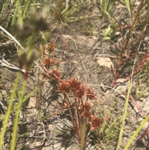 Juncus capitatus at Phillip, ACT - 5 Nov 2022 11:24 AM