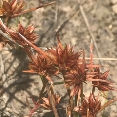 Juncus capitatus at Phillip, ACT - 5 Nov 2022 11:24 AM