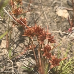 Juncus capitatus at Phillip, ACT - 5 Nov 2022