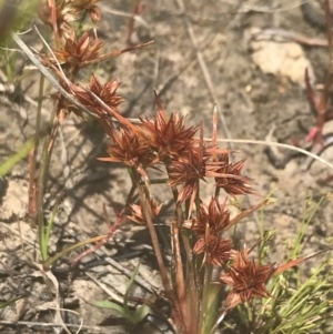 Juncus capitatus at Phillip, ACT - 5 Nov 2022