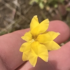 Goodenia pinnatifida (Scrambled Eggs) at Mawson Ponds - 5 Nov 2022 by Tapirlord