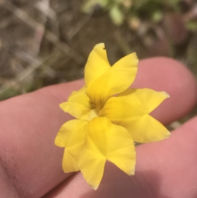 Goodenia pinnatifida (Scrambled Eggs) at Mawson Ponds - 5 Nov 2022 by Tapirlord