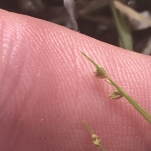 Isolepis cernua at Phillip, ACT - 5 Nov 2022 11:23 AM