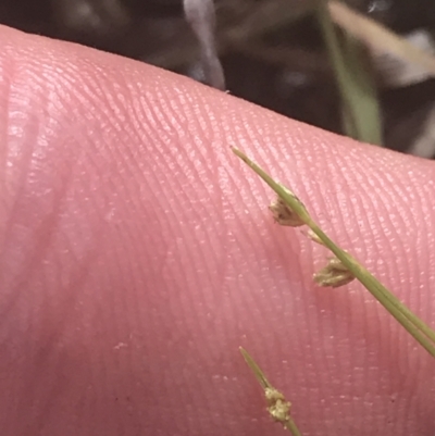 Isolepis cernua (Slender Clubrush) at Phillip, ACT - 5 Nov 2022 by Tapirlord