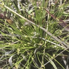 Isolepis cernua at Phillip, ACT - 5 Nov 2022