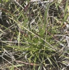 Isolepis cernua at Phillip, ACT - 5 Nov 2022