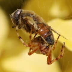 Araneinae (subfamily) (Orb weaver) at Wodonga - 29 Nov 2022 by KylieWaldon