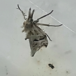 Heliocosma melanotypa at Isaacs, ACT - 1 Dec 2022