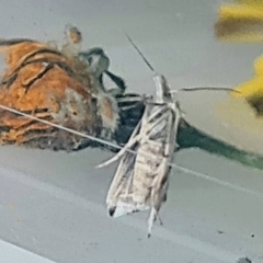 Heliocosma melanotypa at Isaacs, ACT - 1 Dec 2022