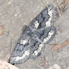 Melanodes anthracitaria (Black Geometrid) at O'Connor, ACT - 28 Nov 2022 by ibaird