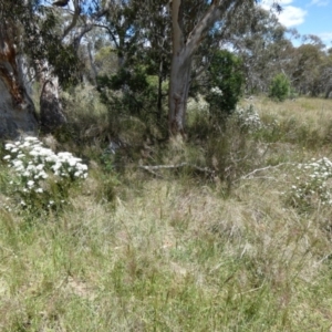 Cassinia aculeata at Borough, NSW - 28 Nov 2022 10:46 AM