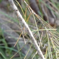 Austrolestes sp. (genus) (Ringtail damselfy) at Boro - 28 Nov 2022 by Paul4K