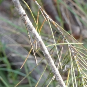 Austrolestes sp. (genus) at Borough, NSW - 29 Nov 2022