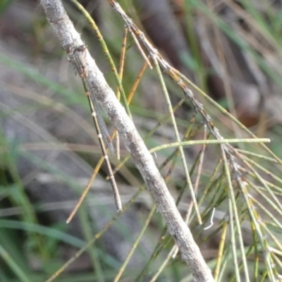 Austrolestes sp. (genus) (Ringtail damselfy) at Borough, NSW - 28 Nov 2022 by Paul4K