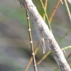 Austrolestes sp. (genus) at Borough, NSW - 29 Nov 2022