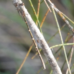 Austrolestes sp. (genus) at Borough, NSW - 29 Nov 2022