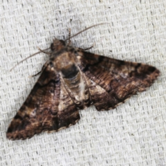 Cryphaea xylina (Woodland Geometrid) at O'Connor, ACT - 28 Nov 2022 by ibaird