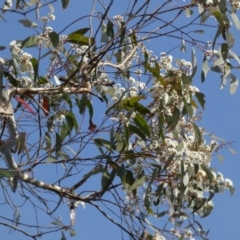 Unidentified Gum Tree at Borough, NSW - 28 Nov 2022 by Paul4K