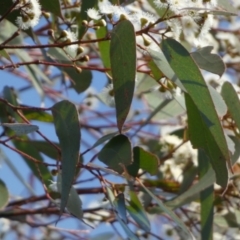 Eucalyptus sp. at QPRC LGA - suppressed