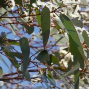 Eucalyptus sp. at QPRC LGA - suppressed