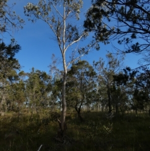 Eucalyptus sp. at QPRC LGA - suppressed