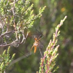 Harpobittacus australis (Hangingfly) at Borough, NSW - 29 Nov 2022 by Paul4K