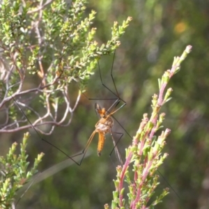 Harpobittacus australis at Borough, NSW - 29 Nov 2022